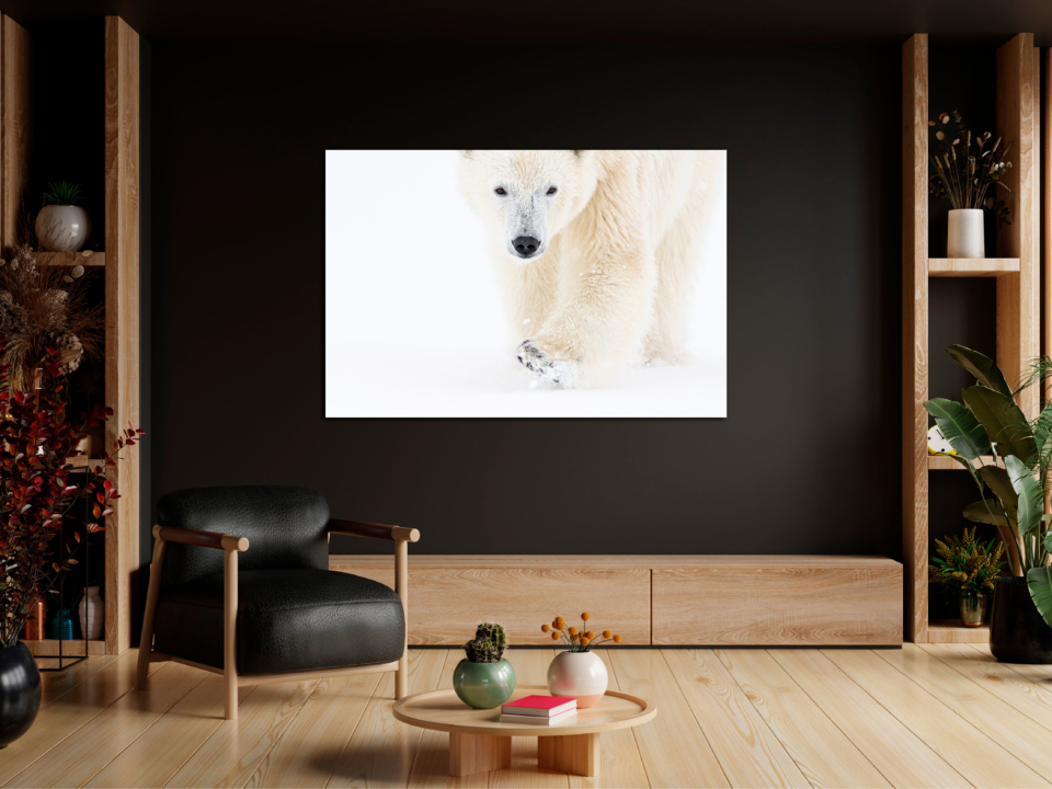 alex-brackx-wildlife-fotografie-ijsbeer-interieur