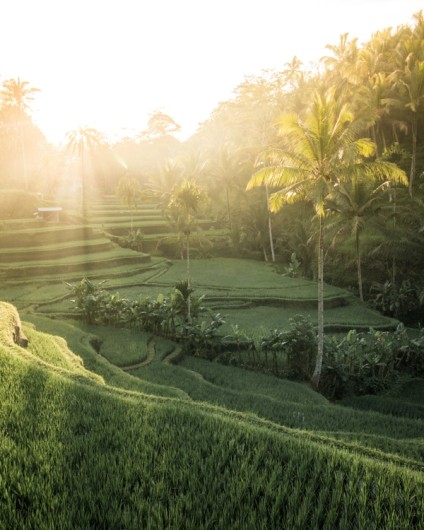 Rijstveld in Bali