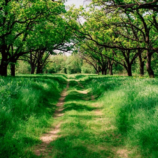 groen bos met looppad 