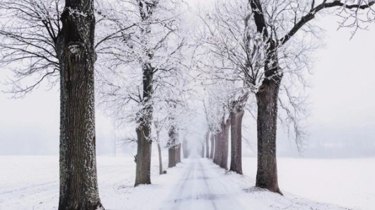 Sneeuwfoto van een weg met een rij bomen volledig besneeuwd