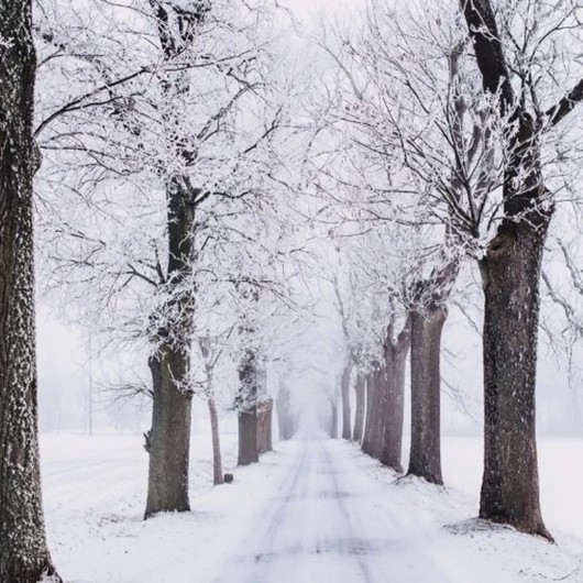 Sneeuwfoto van een weg met een rij bomen volledig besneeuwd