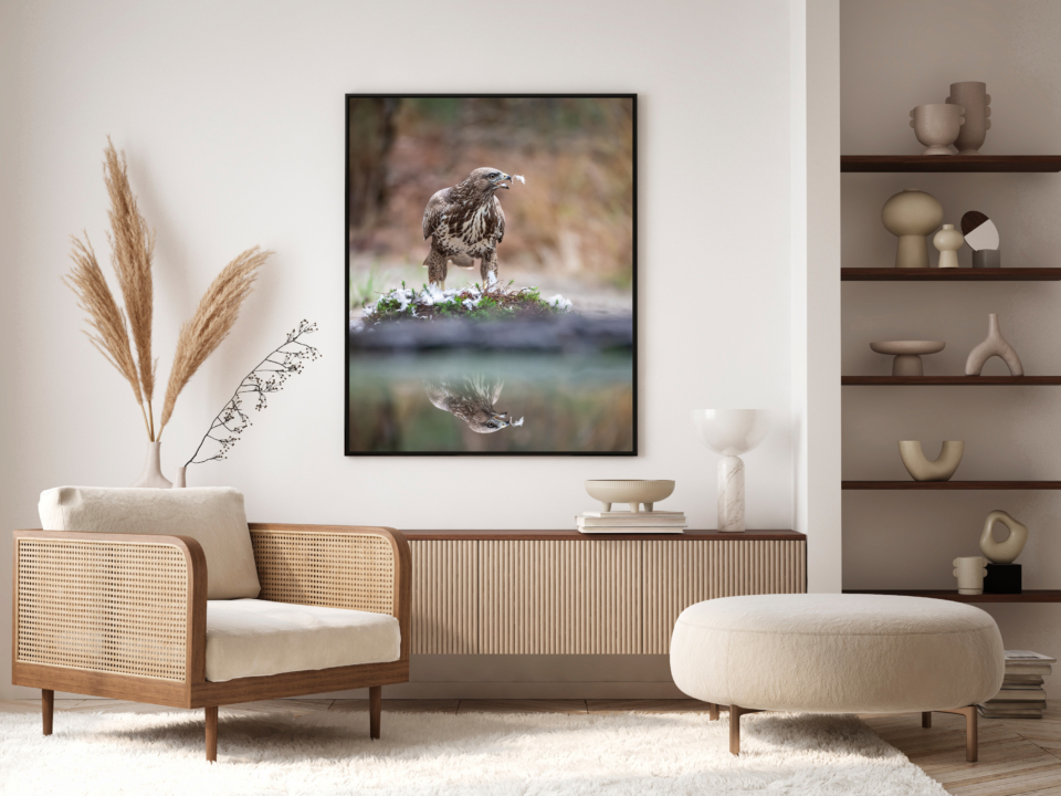 alex-brackx-wildlife-fotografie-roofvogel-interieur